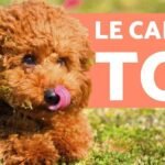 Nutrición esencial para tu Caniche Toy: alimento balanceado