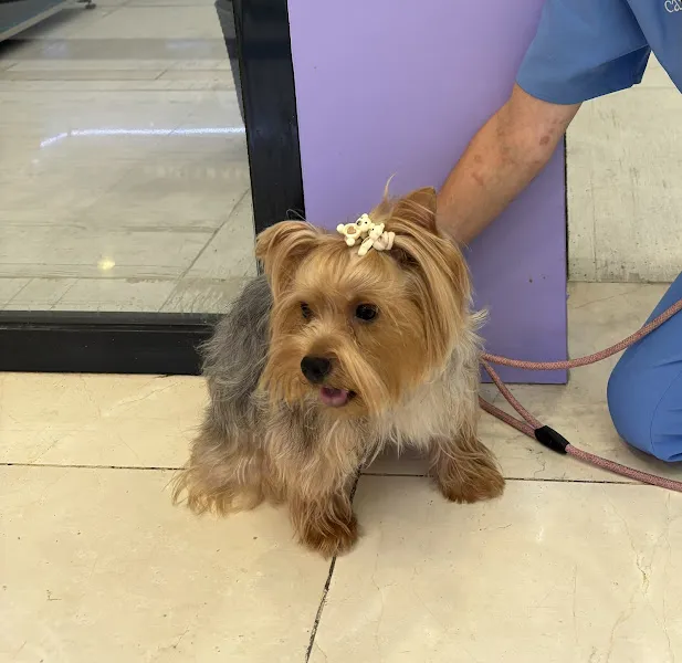 Hachiko Clinica Veterinaria 1 País Vasco Hospital veterinario