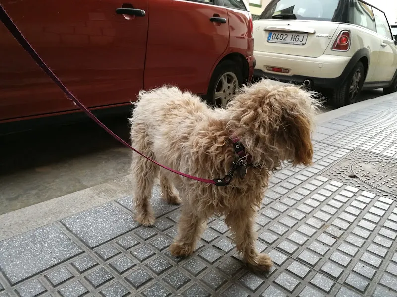 Mis Mascotas Toledo 1 Cantabria Veterinario