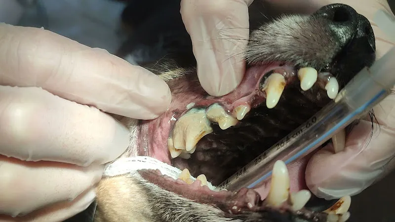 Islas Baleares Hospital veterinario