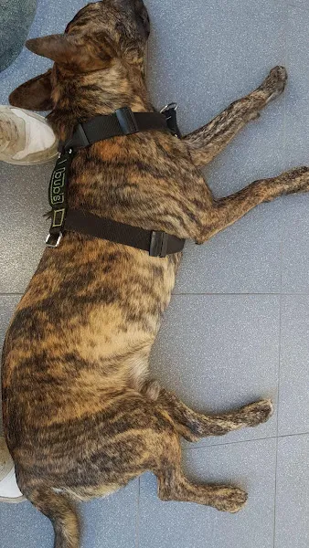 Hospital Veterinario Pamplona 1 Islas Baleares Hospital veterinario
