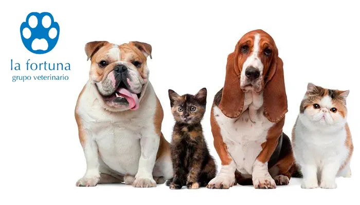 AniCura Benipeixcar Hospital Veterinario| Urgencias 24h 1 Castilla-La Mancha Farmacia veterinaria