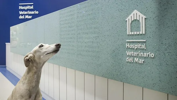 Valladolid Hospital veterinario