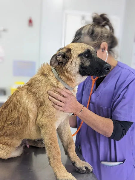 Mascotiti Cañaveral Urgencias 24h 1 Castilla-La Mancha Servicio de urgencias veterinarias
