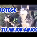Seguro Veterinario para Perros: Protege a tu Mejor Amigo