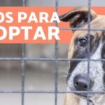 Adopta perros pequeños gratis y encuentra tu compañero ideal en España