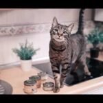 Pienso hipoalergénico para perros: Natural Greatness vs Royal Canin