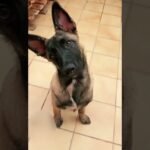 Pienso de calidad y precio imbatibles para cachorros