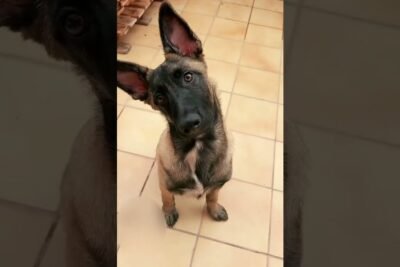 Pienso de calidad y precio imbatibles para cachorros