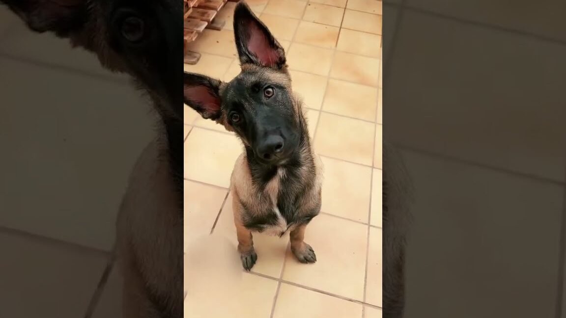 para cachorros 1