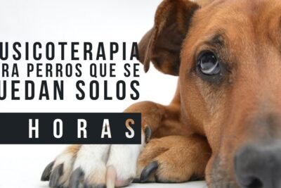 Alimentos ideales para cachorros: garantiza su salud y vitalidad