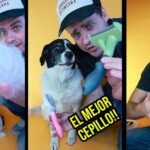 Seguro para perros con asistencia veterinaria desde 18€ al año
