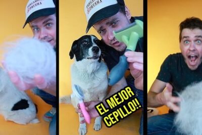 Seguro para perros con asistencia veterinaria desde 18€ al año