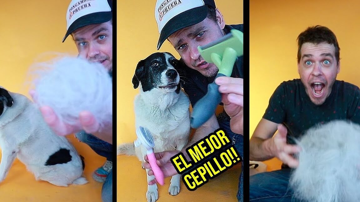 para mascotas