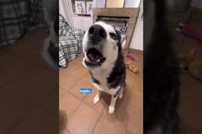 Nutrición Premium para Perros: Alimento Balanceado Mordida Pequeña