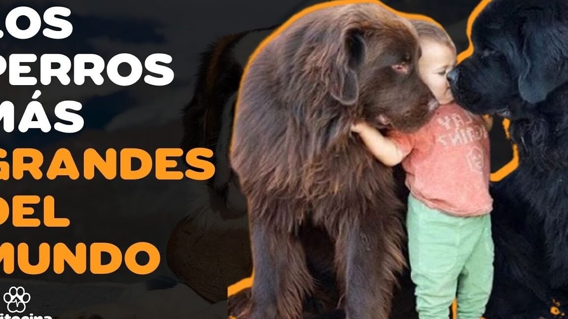razas grandes