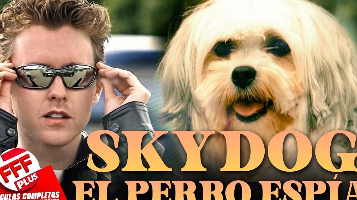 seguro de viaje para perros protege a tu mejor amigo en sus aventuras