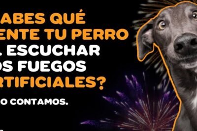 Seguro Veterinario para Perros de Terapia: Protege a tu Compañero