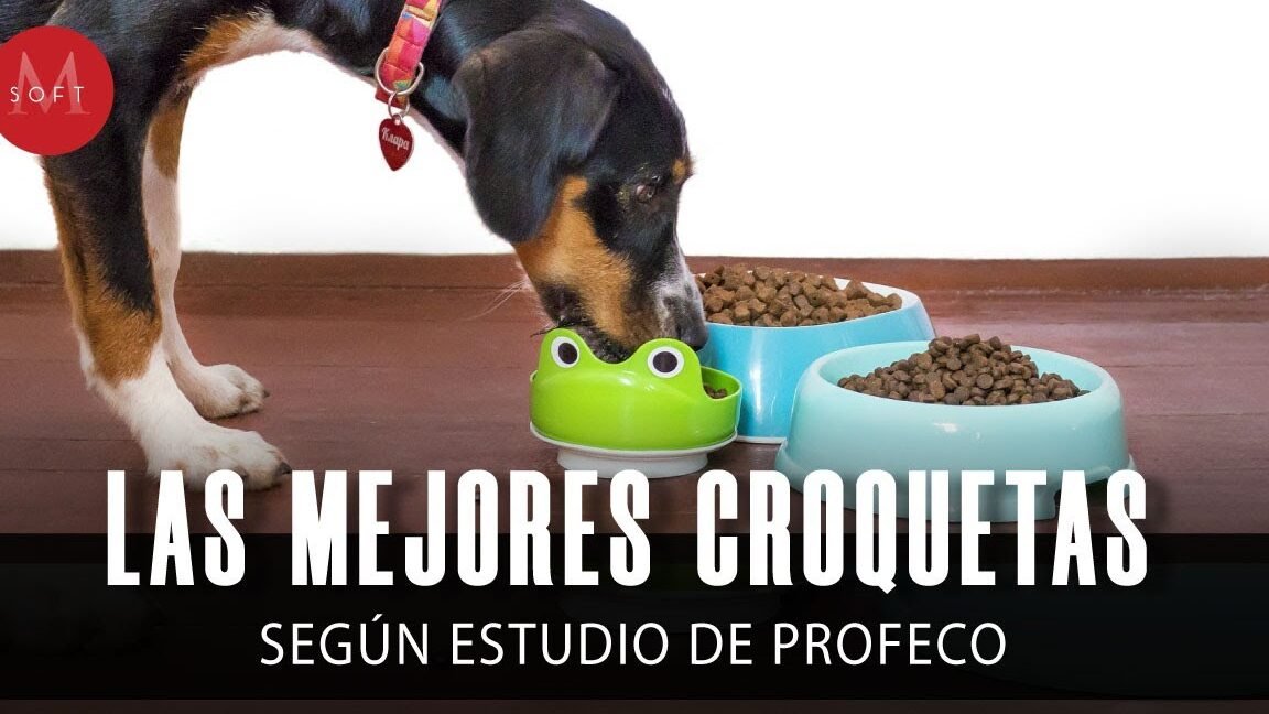 seguros economicos para perros guia completa