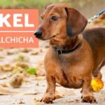 Teckel: el encantador perro salchicha con personalidad única