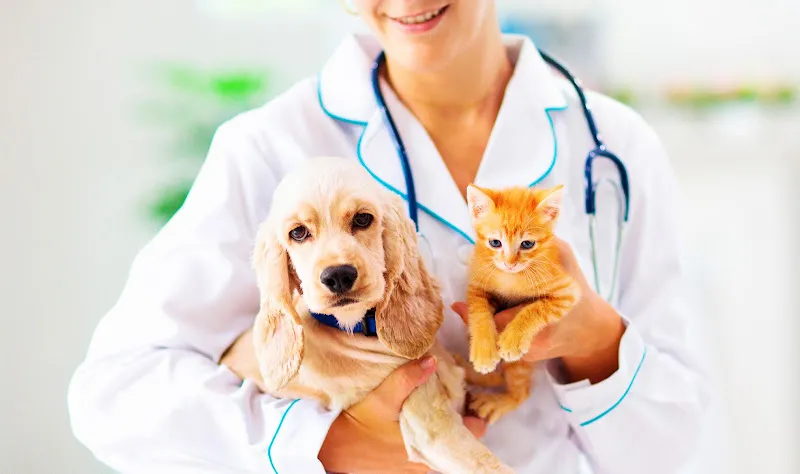 Toledo Veterinario